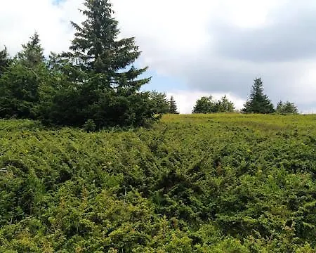 דירה P13 קופאוניק